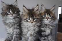 FPL - koteczka  Maine Coon -  GOTOWA