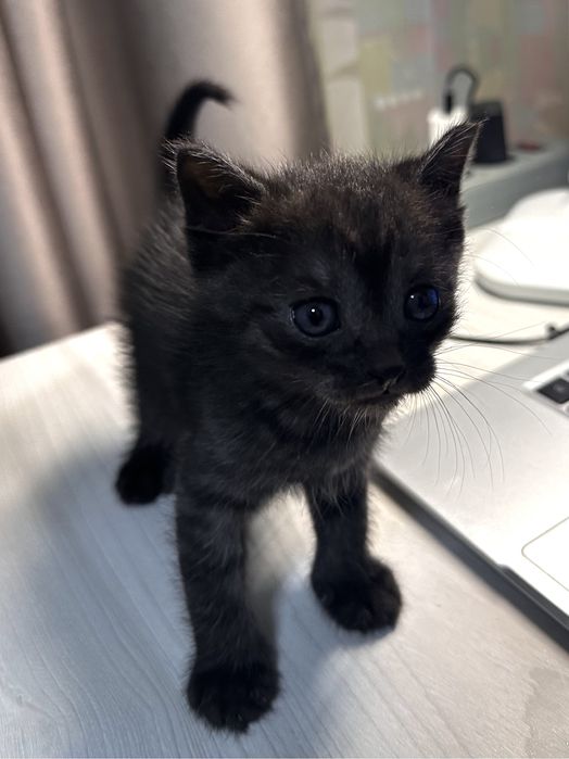 Віддам кошеня у добрі руки