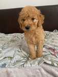 Goldendoodle F1B - Suczka (Badania genetyczne)