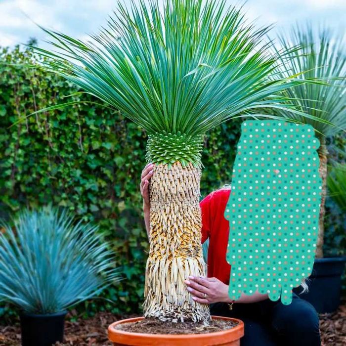 Juka rostrata / Yucca rostrata / ~155cm mrozoodporna!