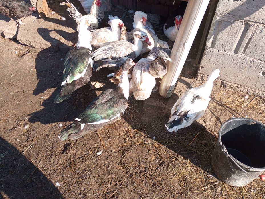 Piękne gąski i kaczki