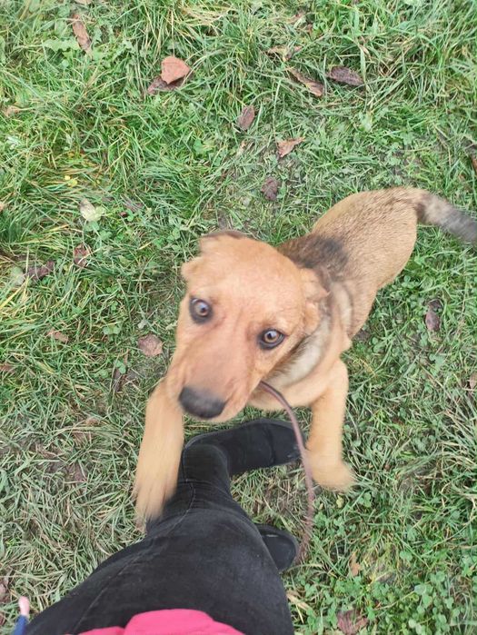 Szczeniaki szukaja dobrych domow