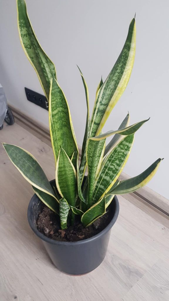 Sanseveria ,wężownica