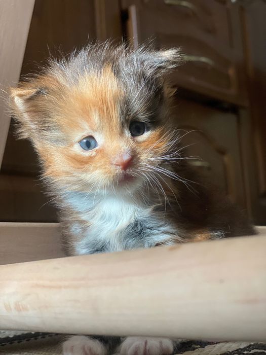 Кошеня породи Мейкун.Грайлива,триколірна дівчинка!