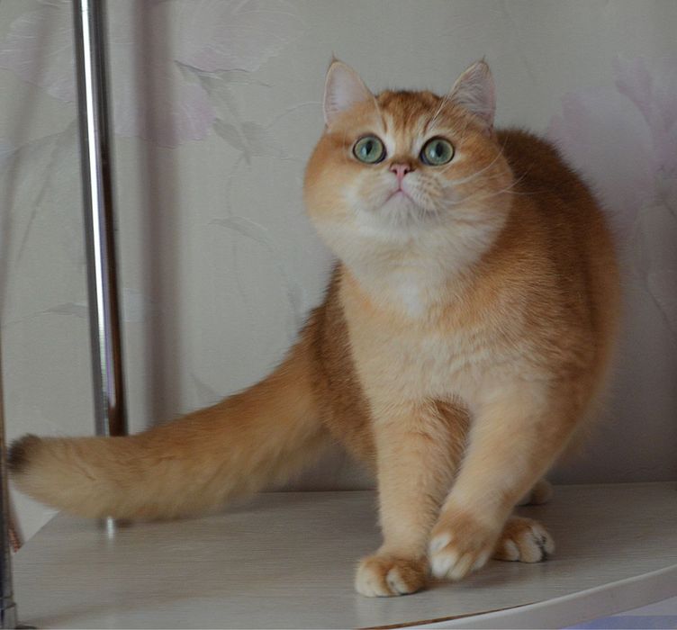 Дівчинка 1,5 місяці золота шиншила