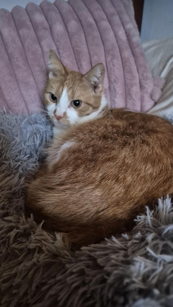 Filipek do adopcji
