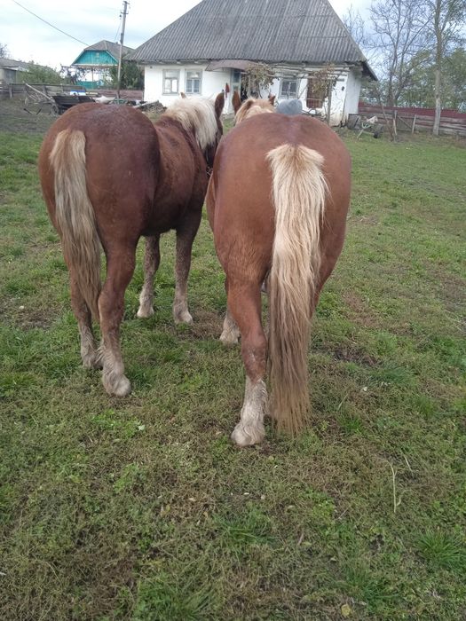 Продаю кобилу і лошицу