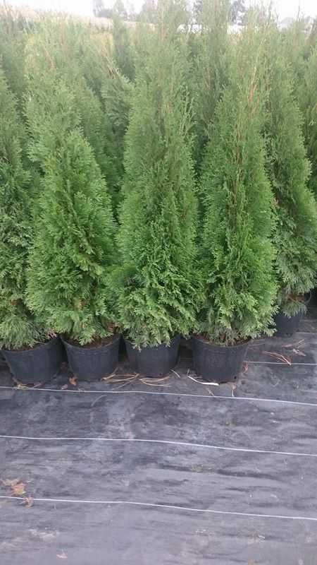 Tuja tuje szmaragd w doniczkach 140-160cm Dostawa