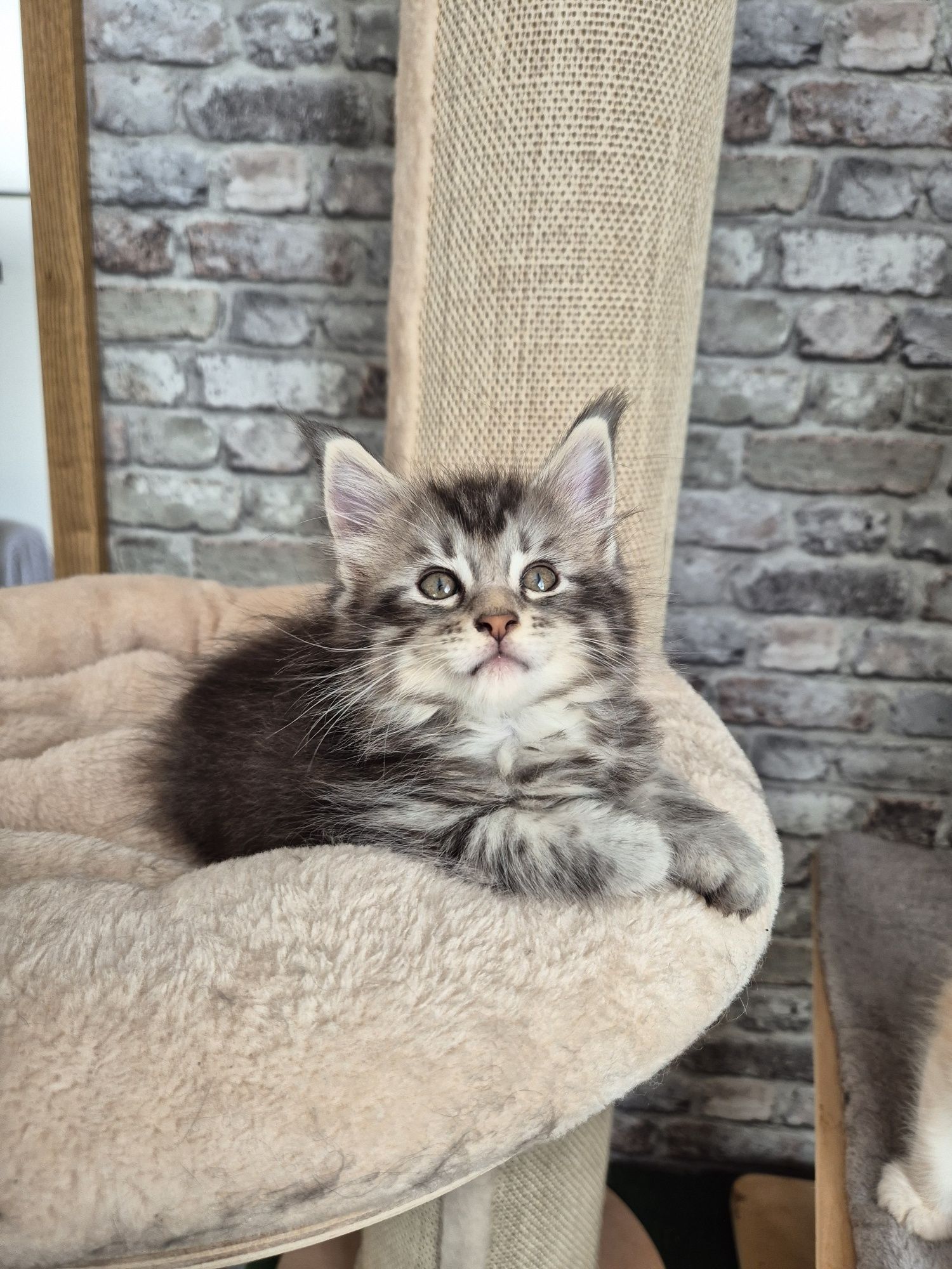 Maine coon kot MCO Maine coon