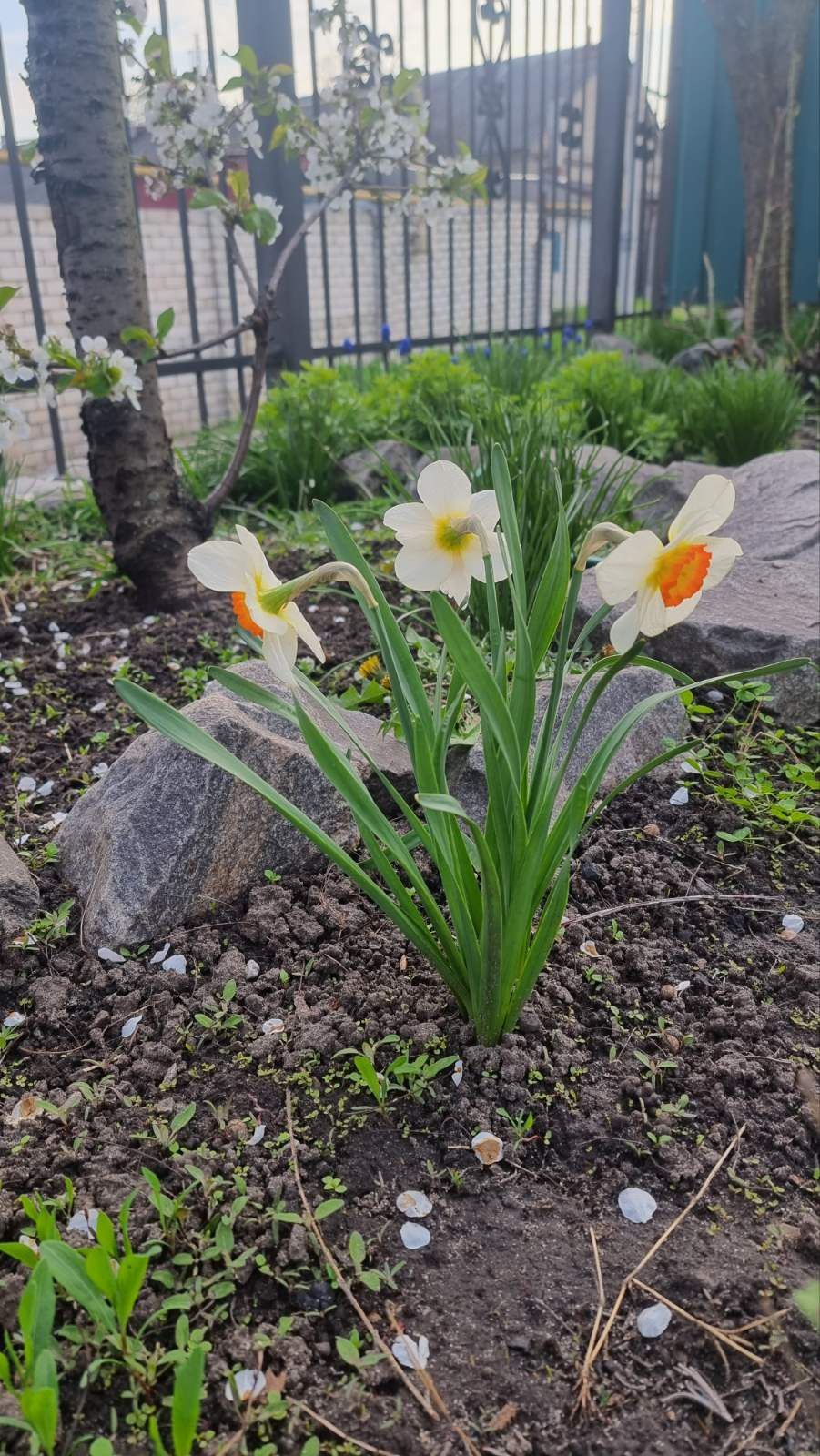 Нарцис  білий квіти для клумби