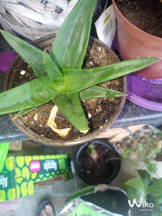 Plantas desde 2,50 até 10 conforme o tamanho