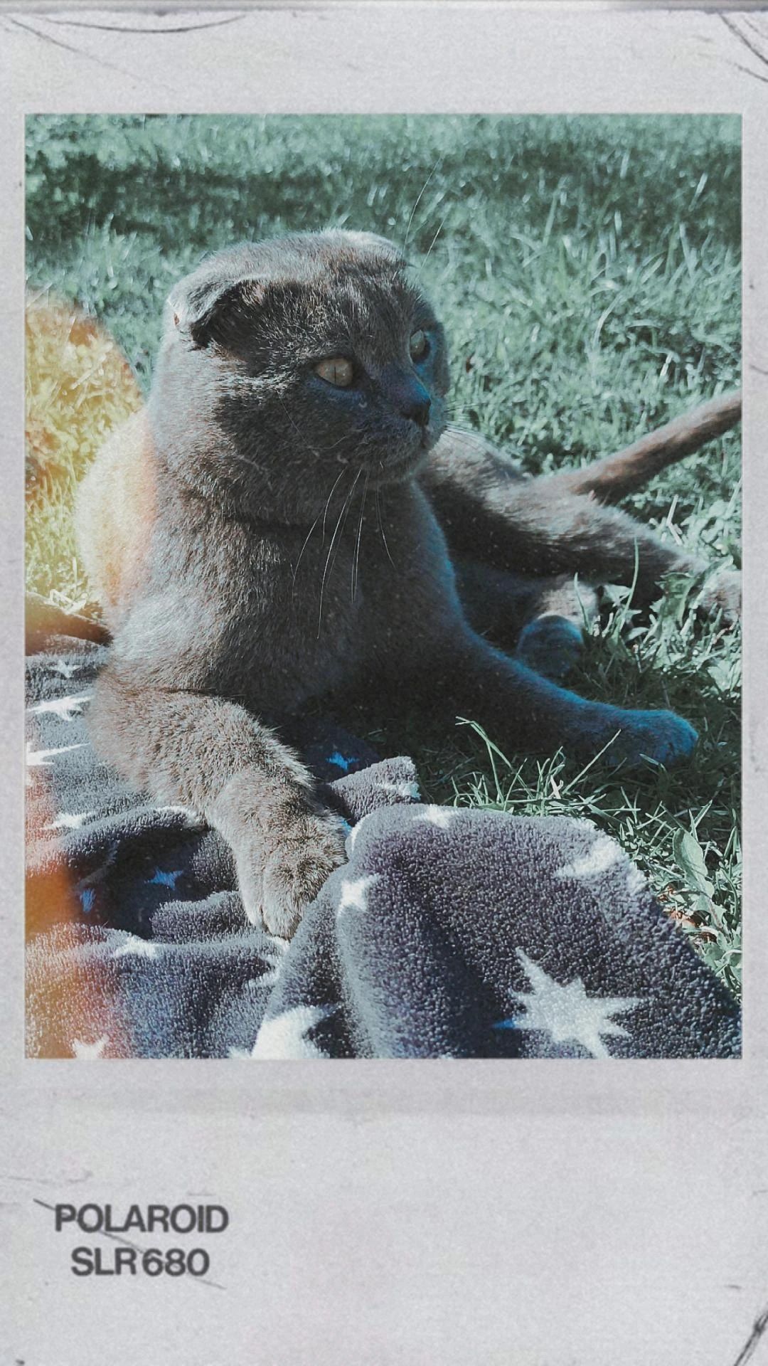 Зник Котик Томас
