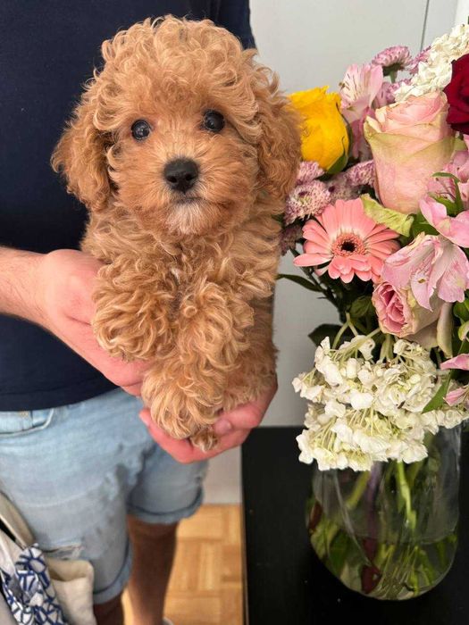 (!) Caniche Toy Mini Menino Disponível