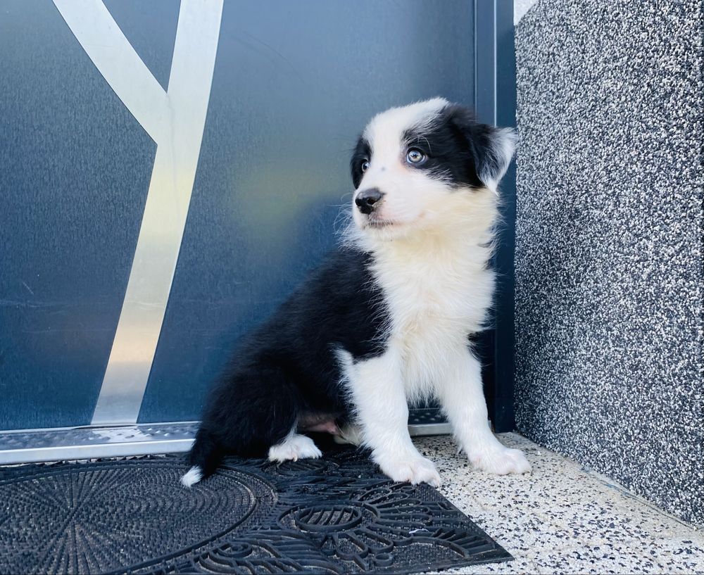Border collie zapraszam