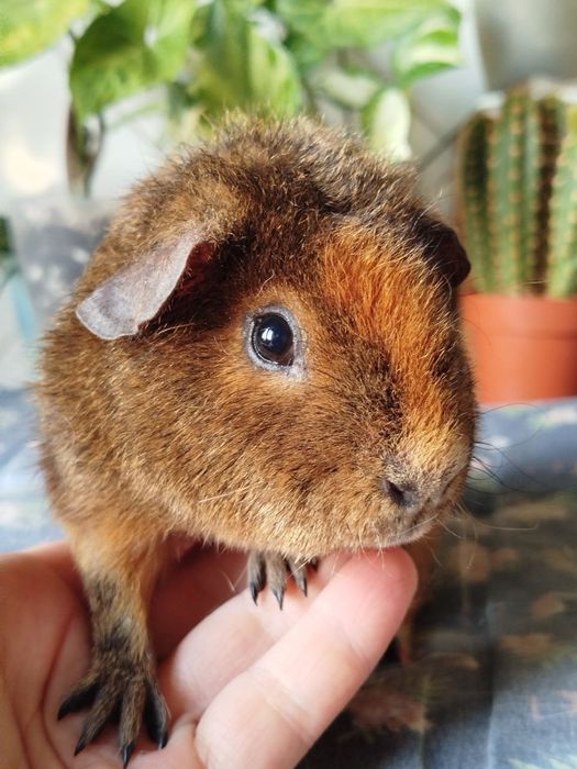 Морська свинка Тедді, хлопчик