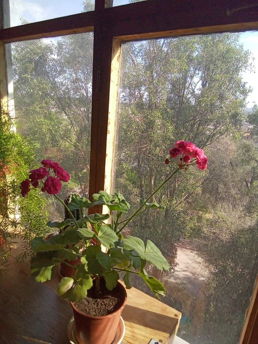 Пеларгония Розалинда, маточник.