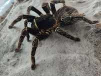 Lasiodora parahybana samica