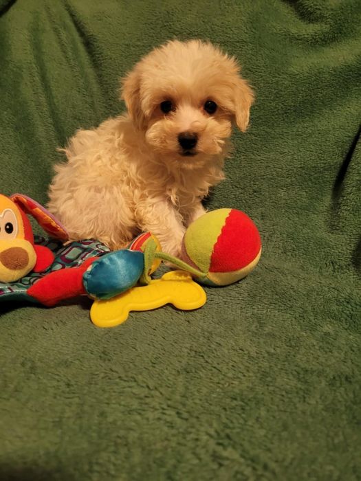 Maltipoo chłopiec Warszawa maltańczyk pudel