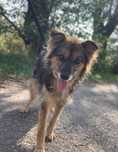 Pies w typie yorka do adopcji!