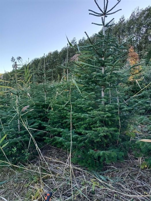 Jodła kaukaska 5 metrowe drzewa
