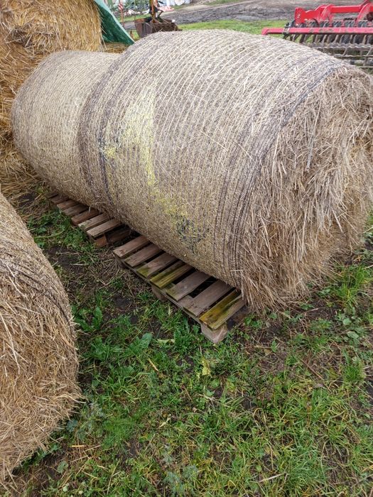 Siano dla koni sprzedam