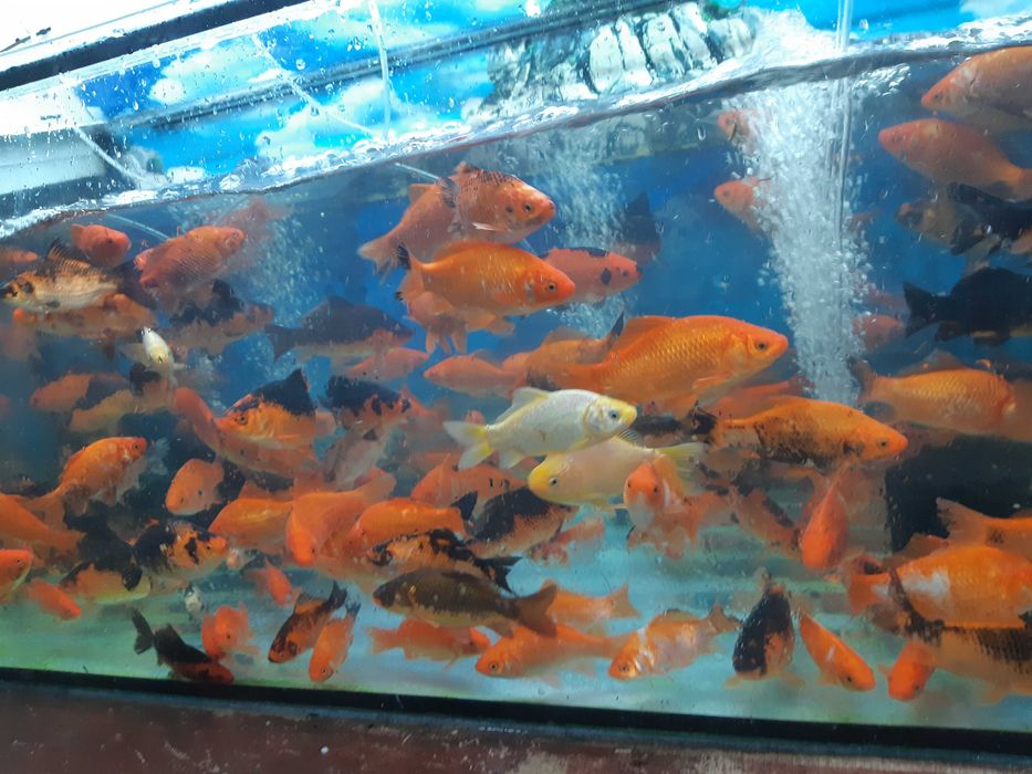 karaś koi duży bielsko