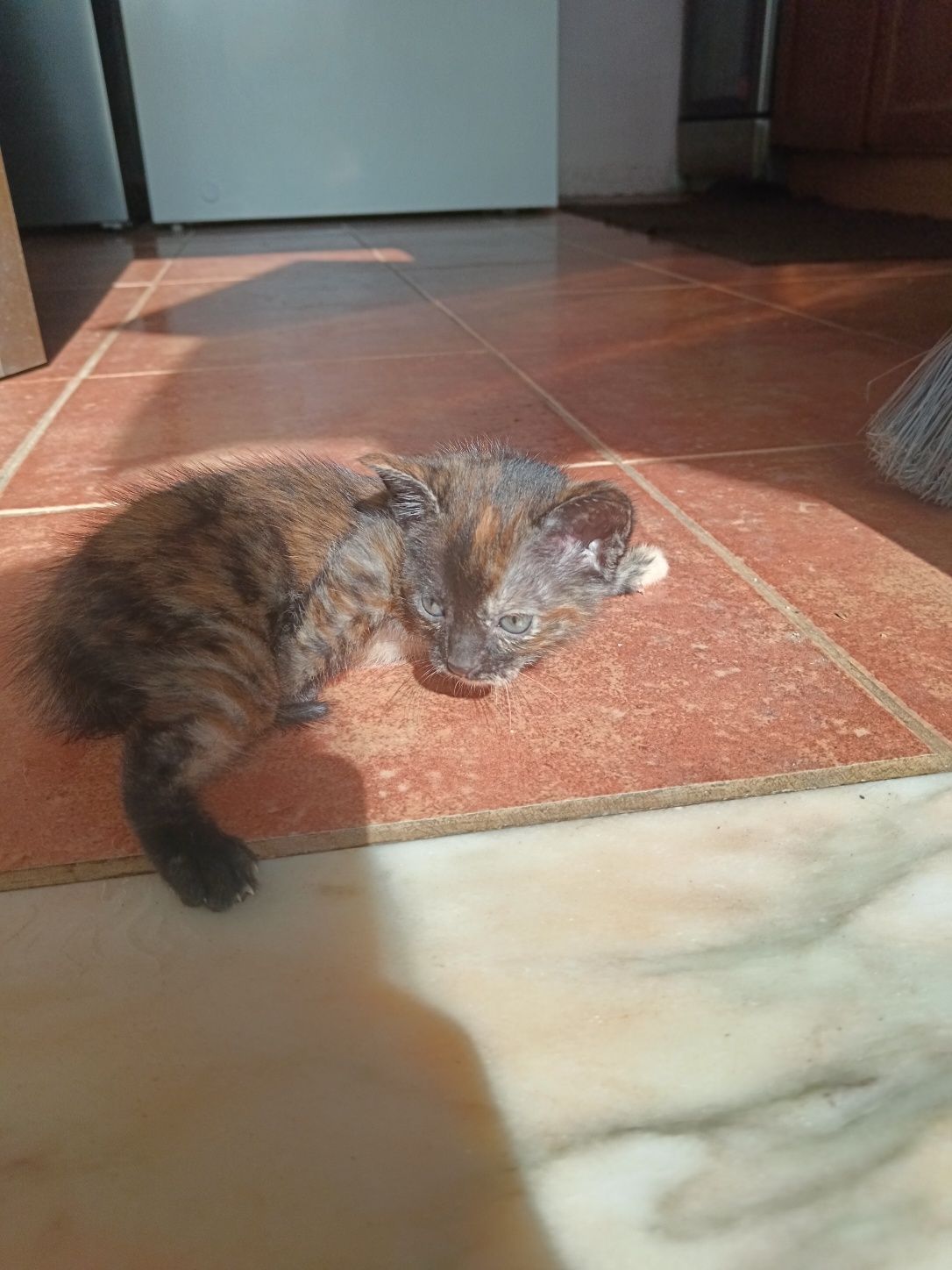 Gatinha para dar