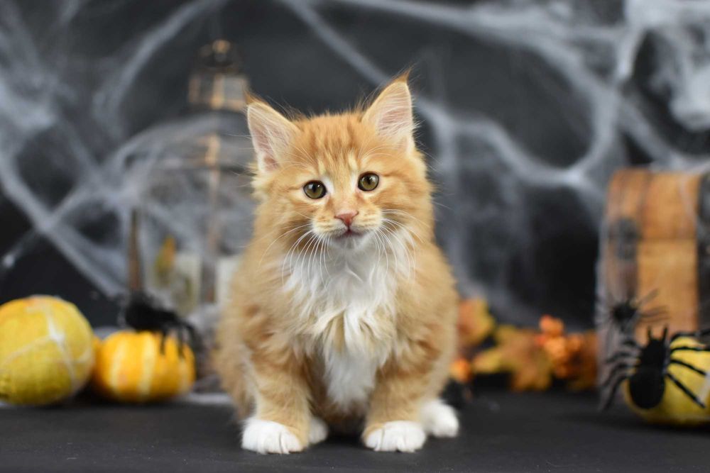 Kurylski Bobtail- Kocięta Rodowód FPL/FIFE- Hodowla Dynastia Kuryla*PL