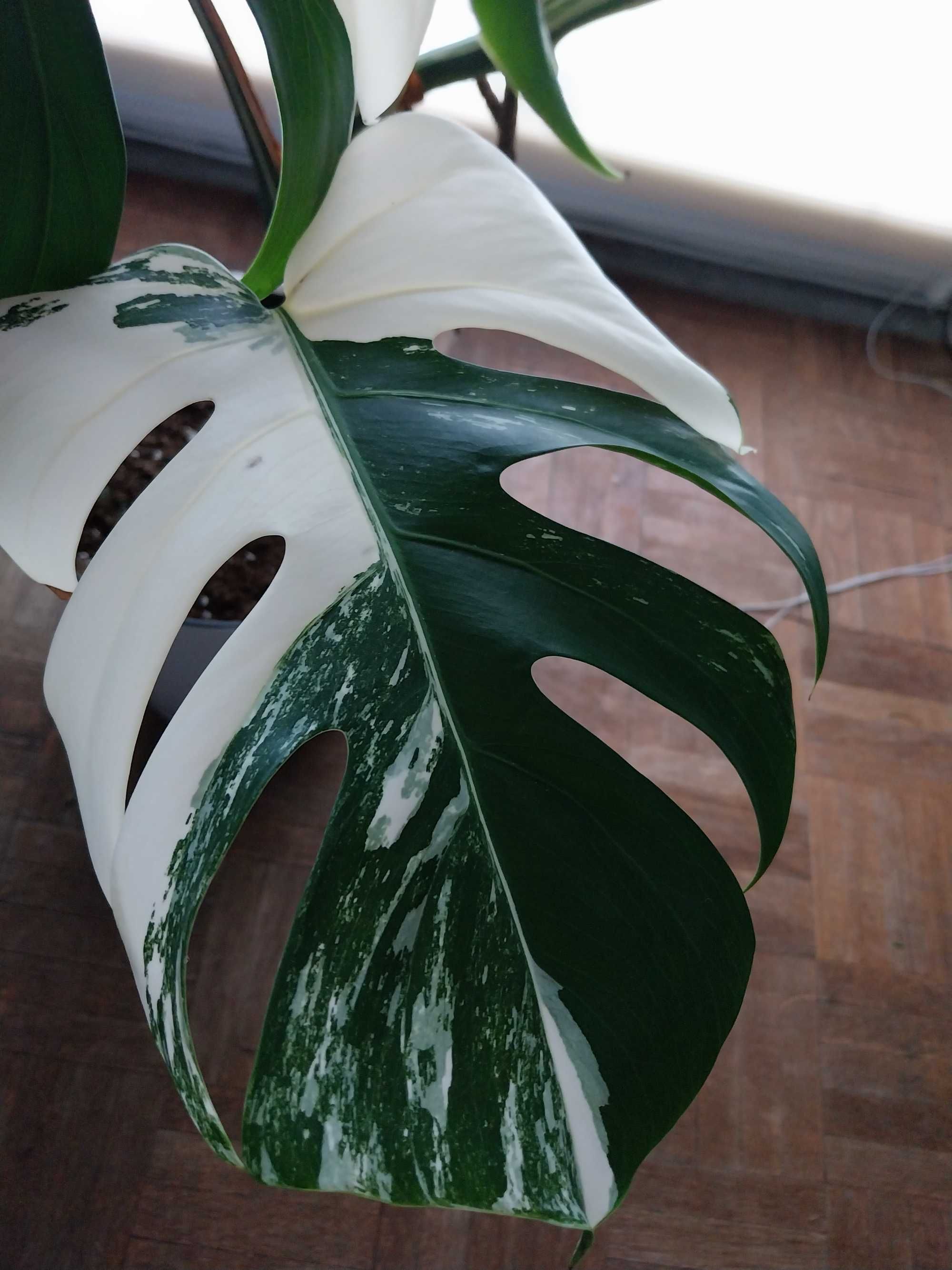 Monstera variegata deliciosa dziurawa 11 liści