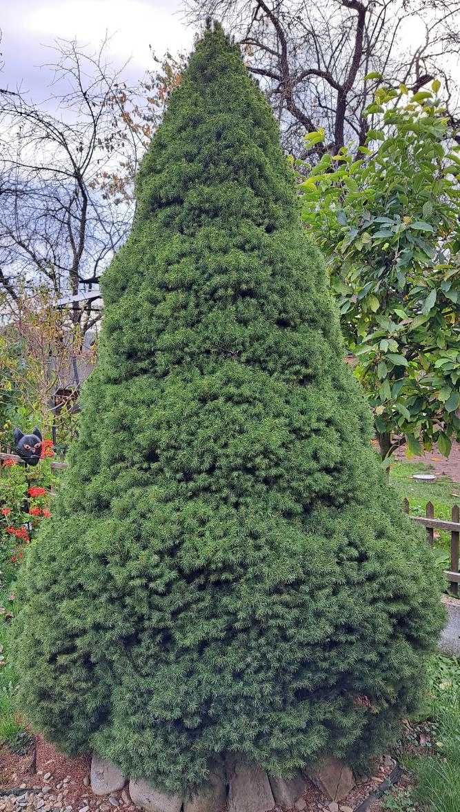 Ялина канадська Коніка (Picea glauca Conica)