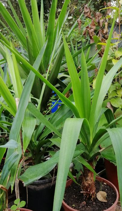 Yuca - planta em vaso