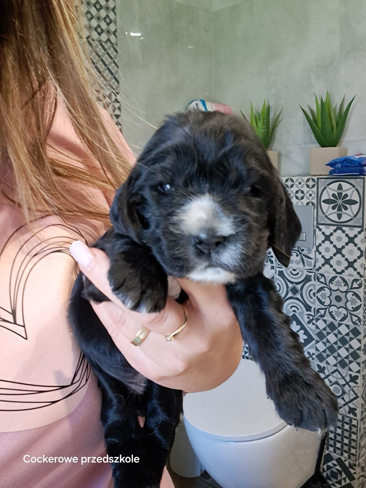 Cocker spaniel angielski