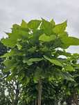 Catalpa, surmia, grube pnie