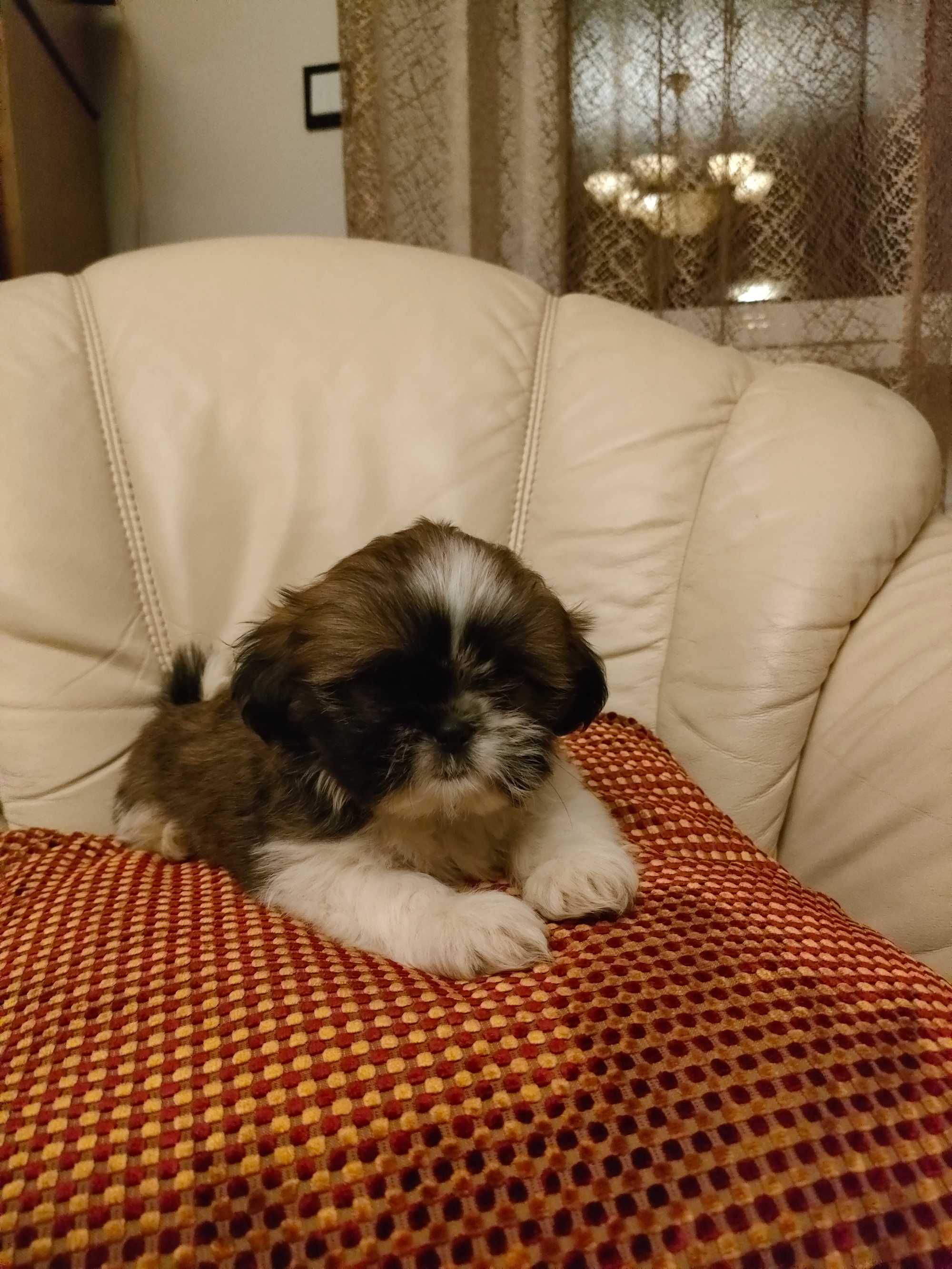 Shihtzu sunia piękna