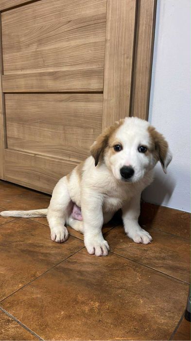 Owczarek Środkowoazjatycki szczeniak