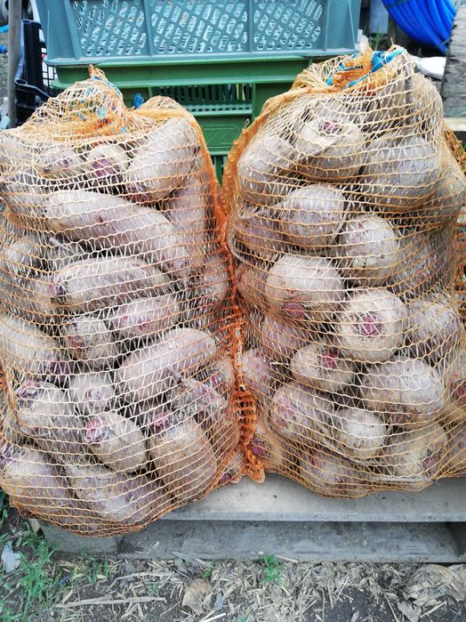 Sprzedam burak ćwikłowy 10kilo 30zł