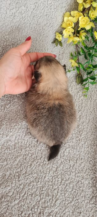 Excelente menina miniLulu da Pomerânia/ Spitz Alemão Anão de Qualidade