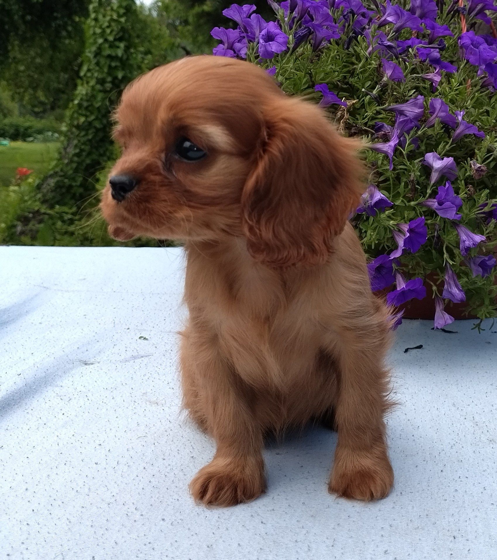 Cavalier King Charles Spaniel suczka ruby