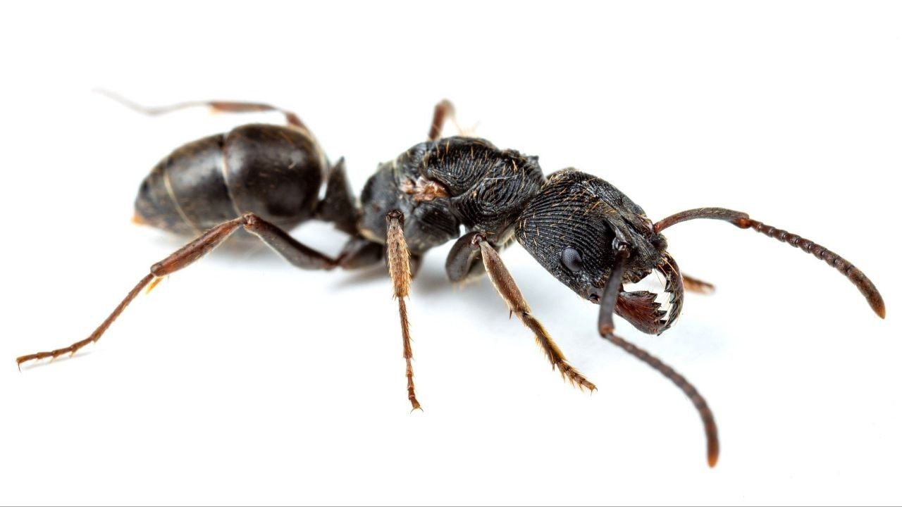 Продам мурах-ткачів Оdontoponera transversa! Корм у подарунок!