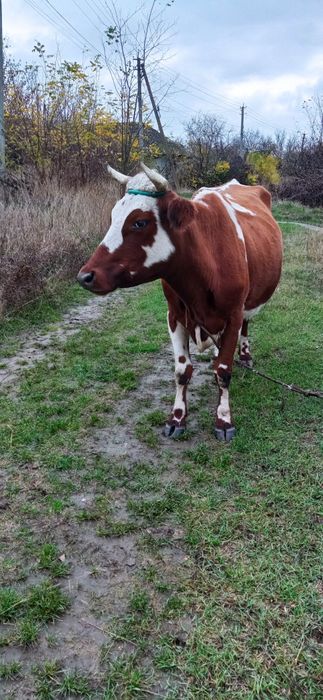 продам коровку з третім утьолом,  дуже срочно