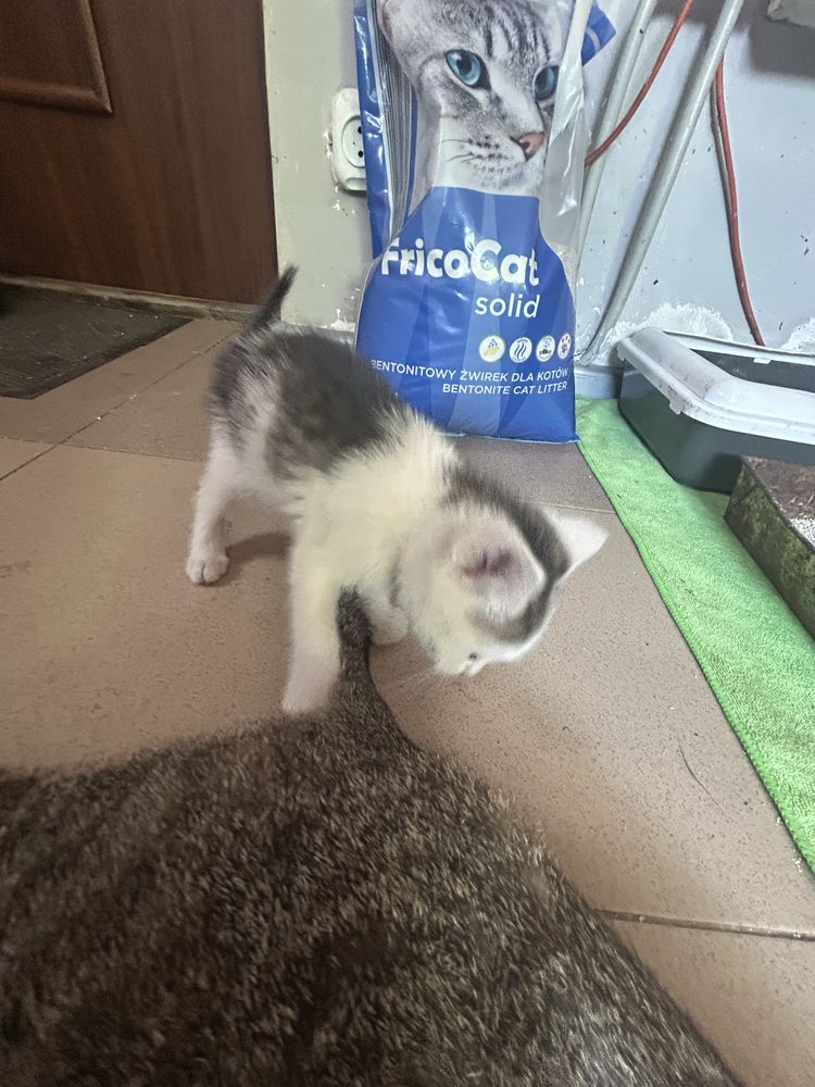 Kotek bialo stalowy