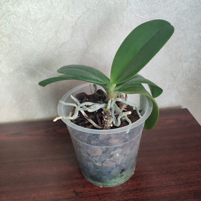 Маленька орхідея