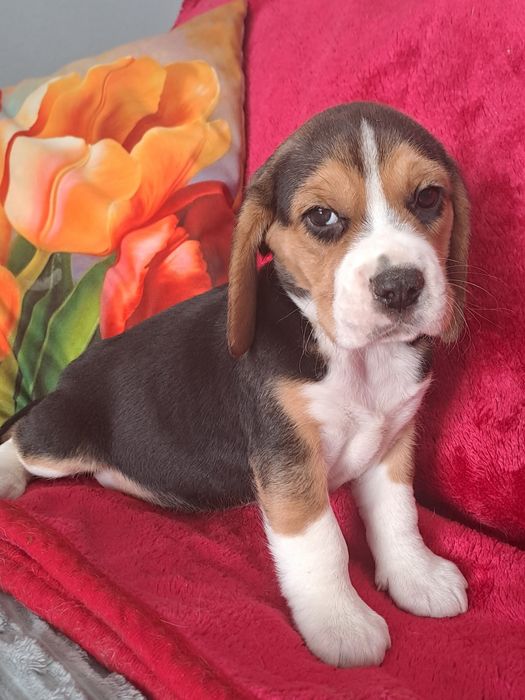 Beagle śliczna sunia.