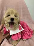 Vip maltipoo ф1 мальтипу, мальтіпу цуцики
