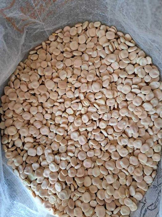 TREMOÇOS para venda