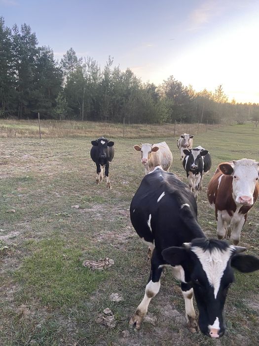 Продам телиці