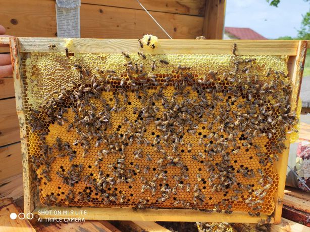 Бджолопакети 2023 Доставка по Україні