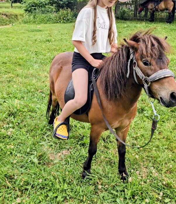 Продається поні Моллі, вік 3,5 року. Носить гарно в сідлі, лагідна.