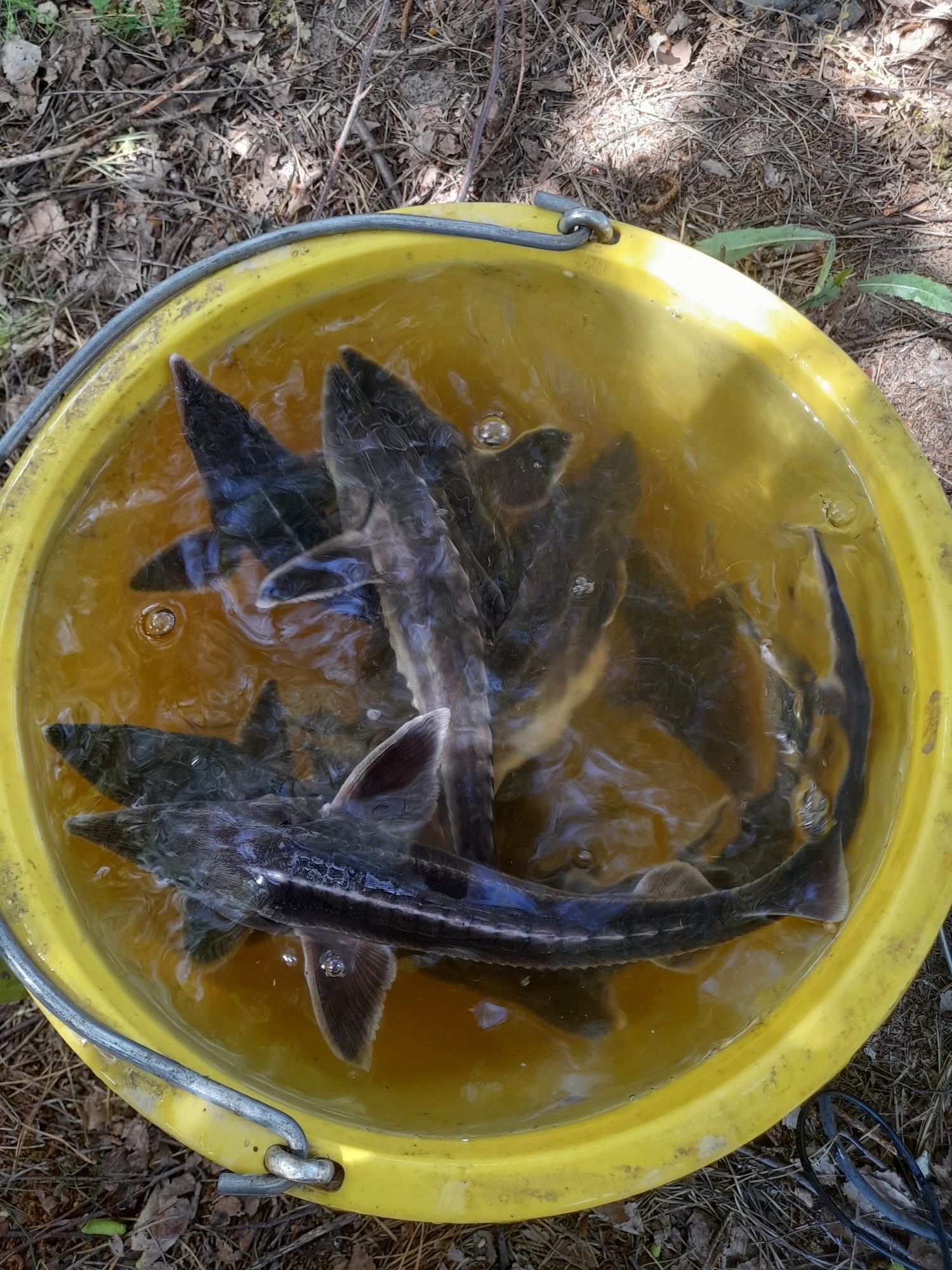 Ryby do oczka wodnego Jesiotr Karp Szczupak Lin Karaś koi,Karp Koi,Sum
