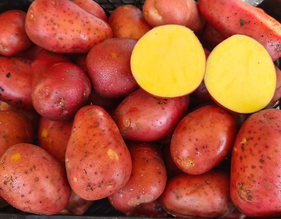 Ziemniaki 24kg wysyłka bezpośrednio od rolnika